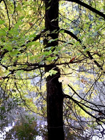 strom lehce oděný podzimem